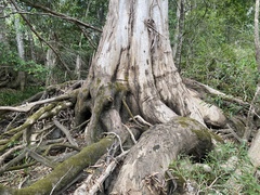 Eucalyptus tereticornis