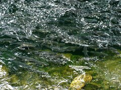 Oncorhynchus gorbuscha