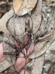 Eucalyptus tereticornis