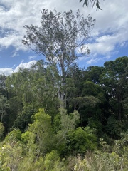 Eucalyptus tereticornis