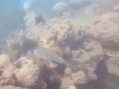 Lethrinus laticaudis