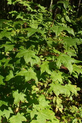 Acer pictum mayrii