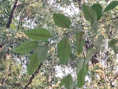 Eucalyptus robusta