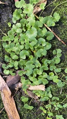Hydrocotyle nepalensis
