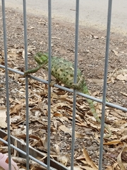 Chamaeleo chamaeleon