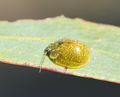 Paropsisterna cloelia