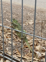 Chamaeleo chamaeleon