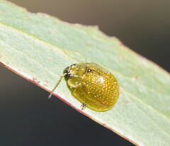 Paropsisterna cloelia