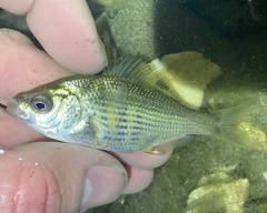 Cymatogaster aggregata