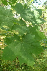 Acer platanoides