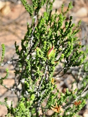 Diosma prama
