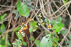 Lycianthes sideroxyloides