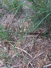 Asparagus acutifolius