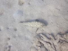Epinephelus quoyanus