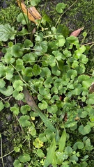 Hydrocotyle nepalensis