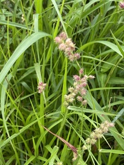 Cenchrus echinatus