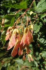 Acer ginnala