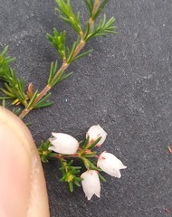 Erica subdivaricata