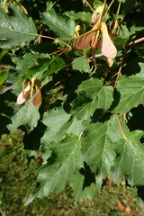 Acer ginnala