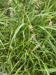 Cenchrus echinatus
