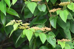 Cissus microcarpa