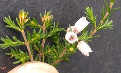 Erica subdivaricata