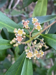 Tristaniopsis exiliflora