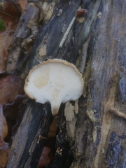 Polyporus