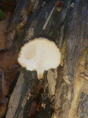 Polyporus