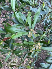 Tristaniopsis exiliflora