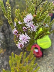 Melaleuca squamea