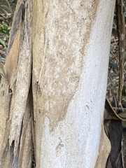 Tristaniopsis exiliflora
