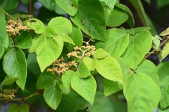 Cissus microcarpa