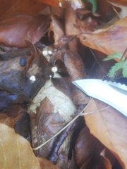 Marasmius epiphyllus