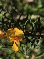 Pultenaea juniperina