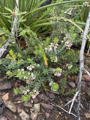 Westringia rubiifolia