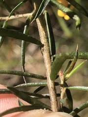 Pultenaea juniperina