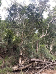 Tristaniopsis exiliflora