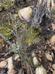 Comesperma