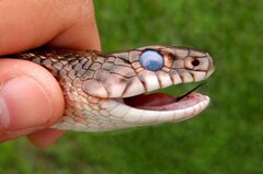 Dolichophis schmidti