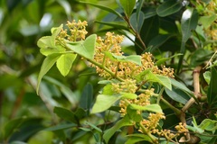 Cissus microcarpa