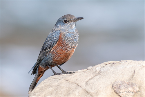 Blue Rock-Thrush
