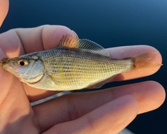 Cymatogaster aggregata