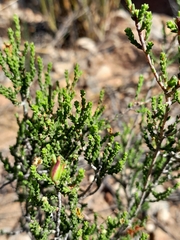 Diosma prama