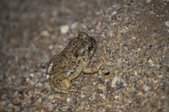 Anaxyrus microscaphus