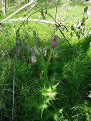 Carduus tenuiflorus