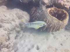 Scolopsis margaritifera