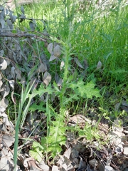 Carduus tenuiflorus