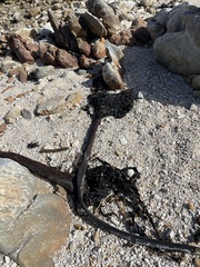 Ecklonia maxima