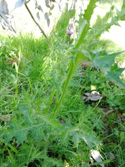 Carduus tenuiflorus